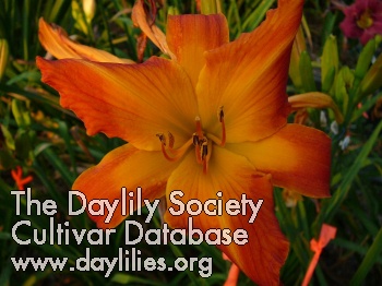 Daylily Pinta Pickled Peppers